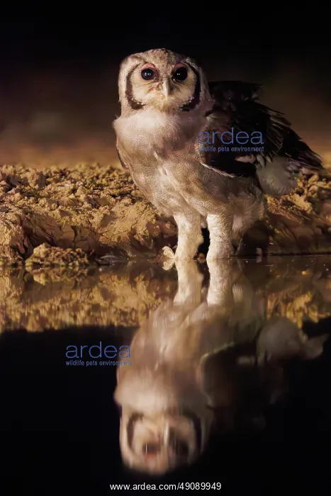 : Verreaux's eagle-owl (Ketupa lactea) : Verreaux's eagle-owl (Ketupa lactea)