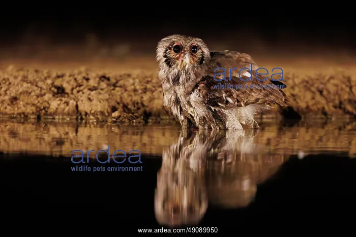 : Verreaux's eagle-owl (Ketupa lactea) : Verreaux's eagle-owl (Ketupa lactea)