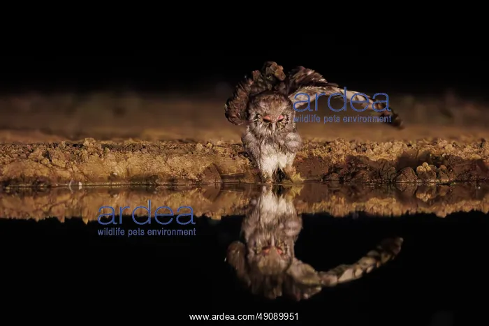  : Verreaux's eagle-owl (Ketupa lactea)
