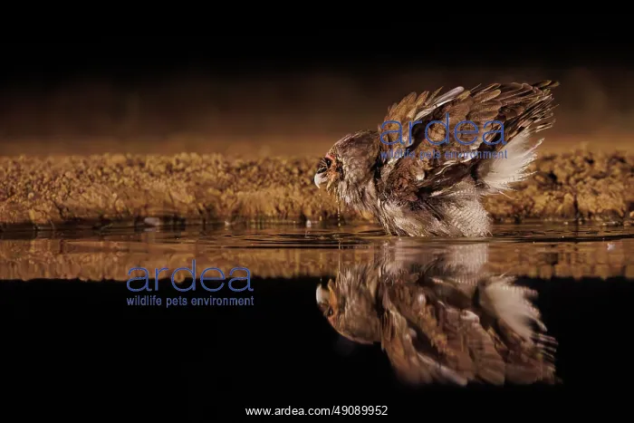 : Verreaux's eagle-owl (Ketupa lactea) : Verreaux's eagle-owl (Ketupa lactea)