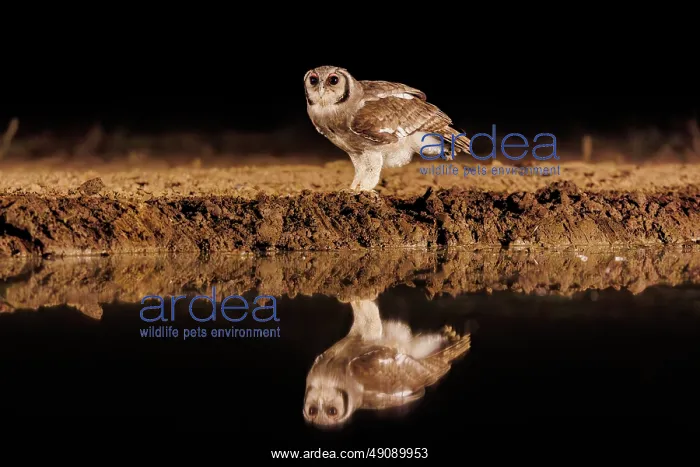 : Verreaux's eagle-owl (Ketupa lactea) : Verreaux's eagle-owl (Ketupa lactea)