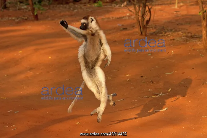  : Verreaux's Sifaka