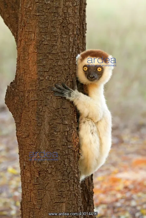 : Verreaux's Sifaka : Verreaux's Sifaka