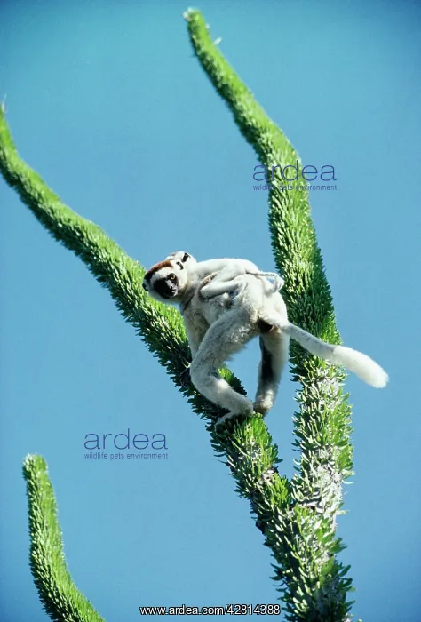 : Verreaux's sifaka - and baby : Verreaux's sifaka - and baby