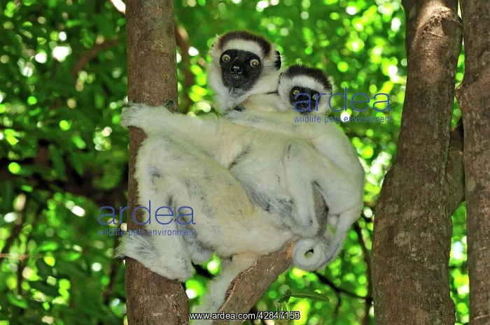 : Verreaux's Sifaka with an infant : Verreaux's Sifaka with an infant