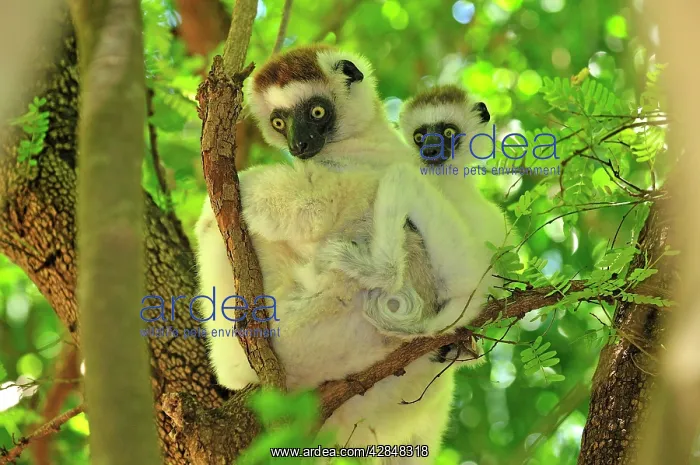 : Verreaux's Sifaka with an infant : Verreaux's Sifaka with an infant