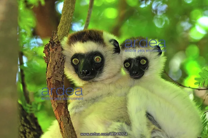 : Verreaux's Sifaka with an infant : Verreaux's Sifaka with an infant