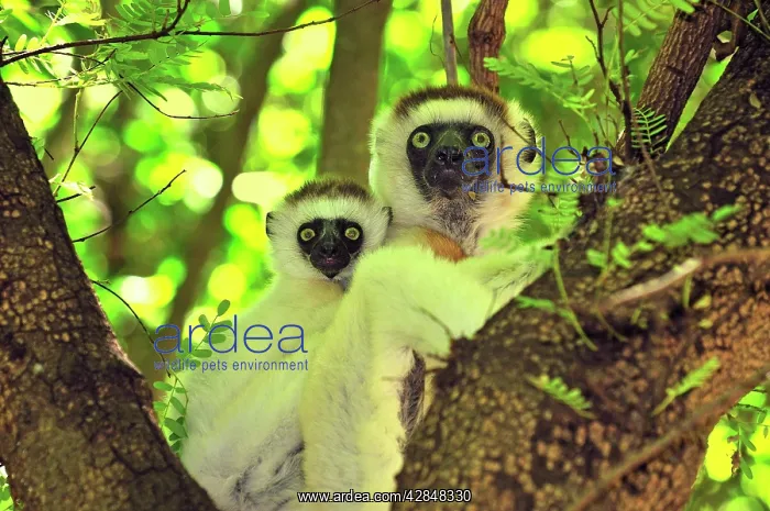 : Verreaux's Sifaka with an infant : Verreaux's Sifaka with an infant