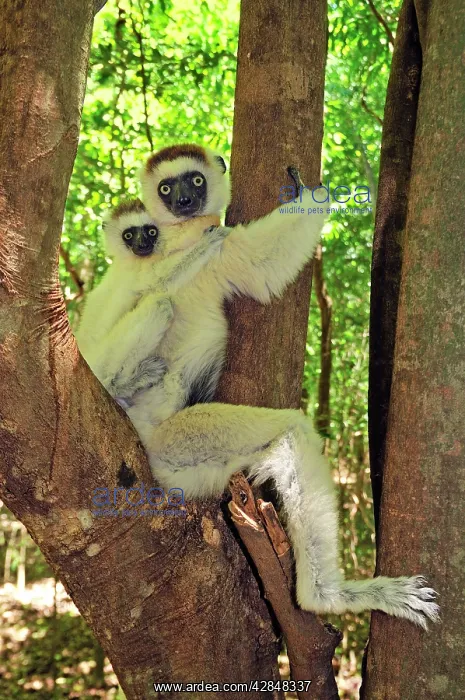 : Verreaux's Sifaka with an infant : Verreaux's Sifaka with an infant