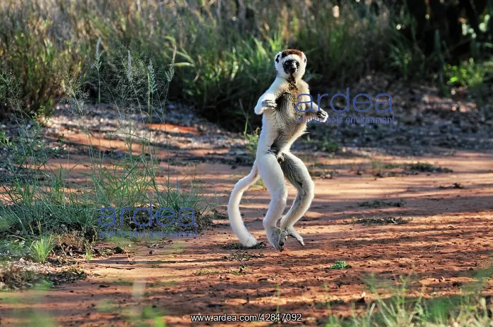 : Verreaux's Sifaka - jumping : Verreaux's Sifaka - jumping