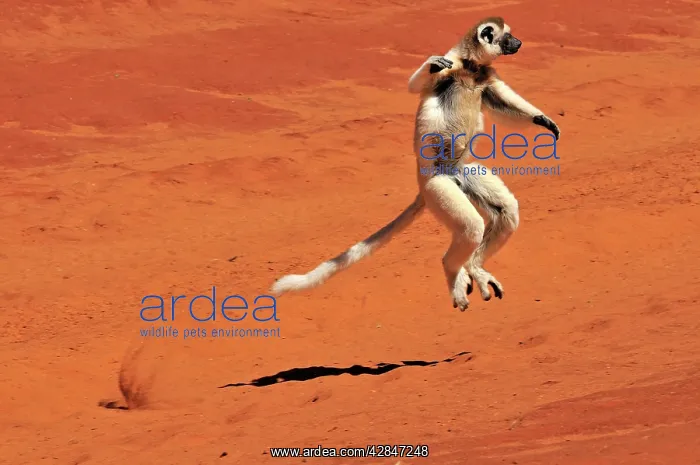 : Verreaux's Sifaka - jumping : Verreaux's Sifaka - jumping