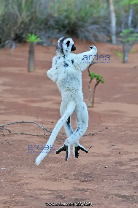 : Verreaux's Sifaka - jumping : Verreaux's Sifaka - jumping
