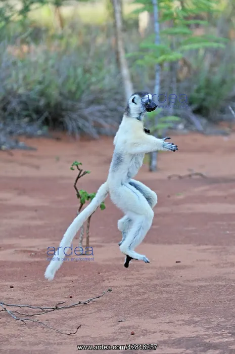 : Verreaux's Sifaka - jumping : Verreaux's Sifaka - jumping