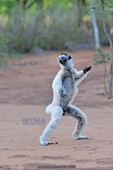 : Verreaux's Sifaka - jumping : Verreaux's Sifaka - jumping