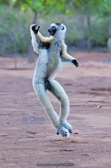 : Verreaux's Sifaka - jumping : Verreaux's Sifaka - jumping
