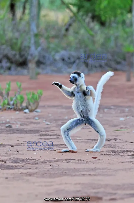 : Verreaux's Sifaka - jumping : Verreaux's Sifaka - jumping
