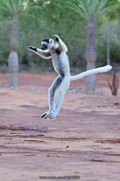  : Verreaux's Sifaka - jumping