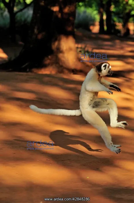 : Verreaux's Sifaka - jumping : Verreaux's Sifaka - jumping