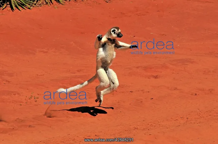: Verreaux's Sifaka - jumping : Verreaux's Sifaka - jumping