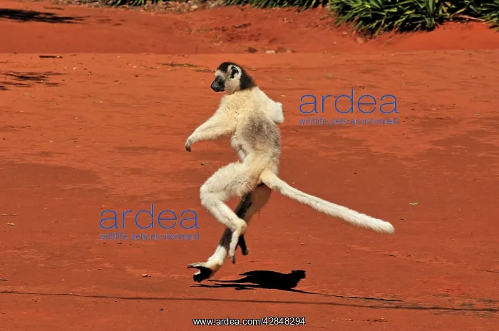 : Verreaux's Sifaka - jumping : Verreaux's Sifaka - jumping