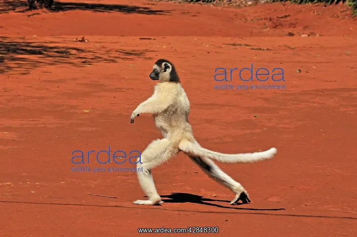: Verreaux's Sifaka - jumping : Verreaux's Sifaka - jumping
