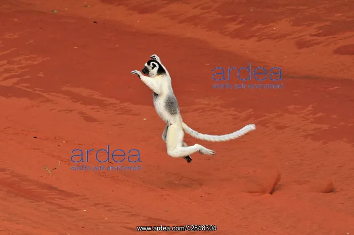 : Verreaux's Sifaka - jumping : Verreaux's Sifaka - jumping