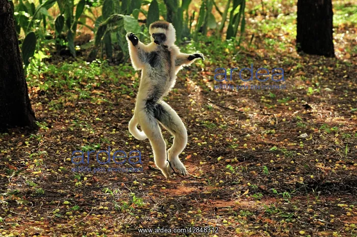 : Verreaux's Sifaka - jumping : Verreaux's Sifaka - jumping