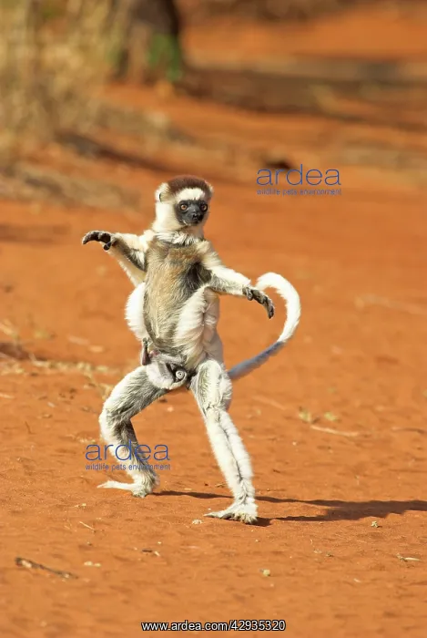 : Verreaux's Sifaka. In karate pose, with young : Verreaux's Sifaka. In karate pose, with young