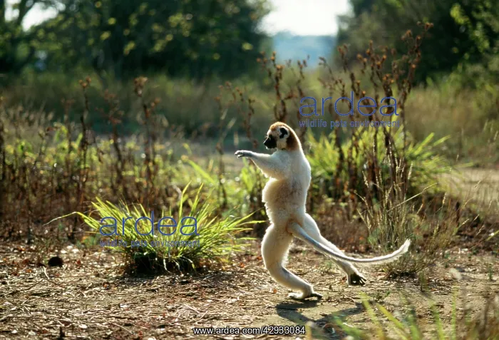 : Verreaux's Sifaka - leaping : Verreaux's Sifaka - leaping