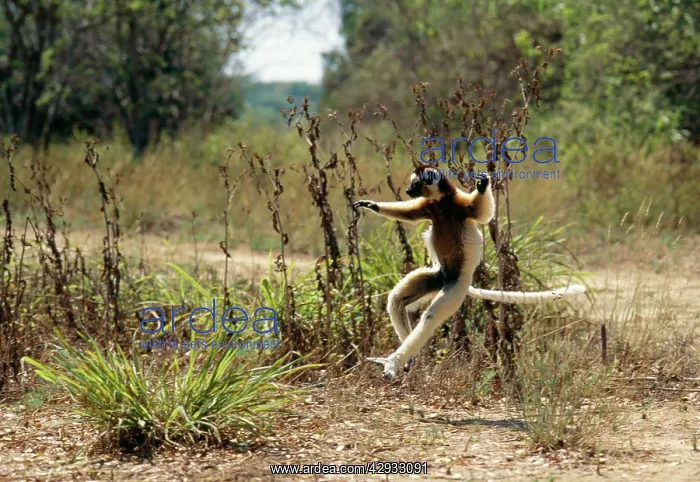 : VERREAUX'S SIFAKA - LEAPING : VERREAUX'S SIFAKA - LEAPING