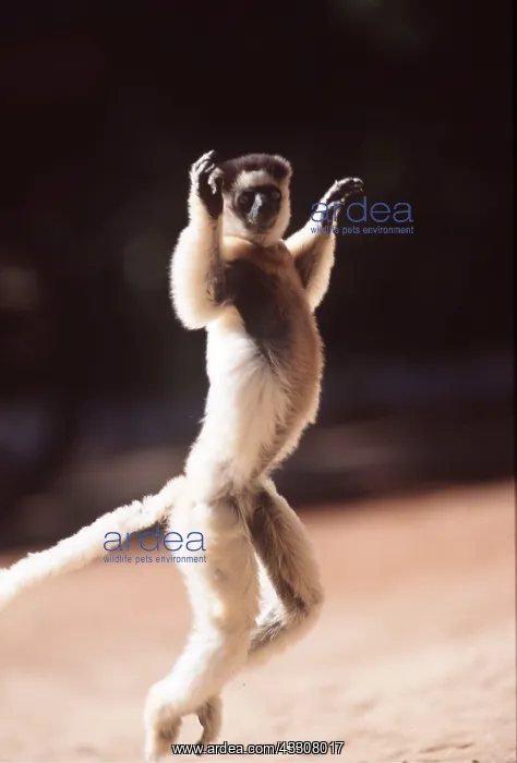 : VERREAUX'S SIFAKA - leaping, standing up : VERREAUX'S SIFAKA - leaping, standing up