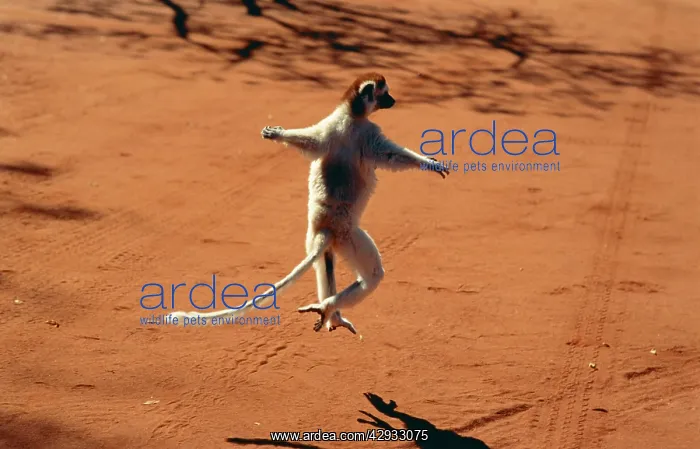 : VERREAUX'S SIFAKA - leaps : VERREAUX'S SIFAKA - leaps