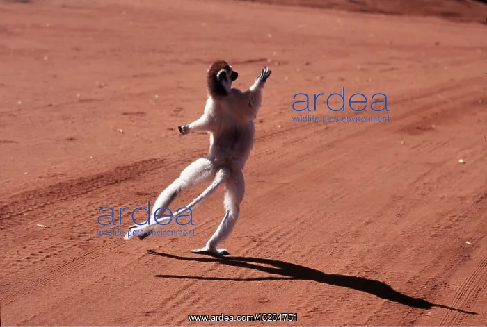 : VERREAUX'S SIFAKA - leaps off sand : VERREAUX'S SIFAKA - leaps off sand