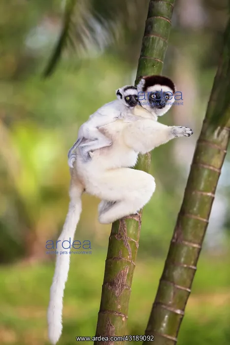 : Verreaux's sifaka (Propithecus verreauxi), with : Verreaux's sifaka (Propithecus verreauxi), with