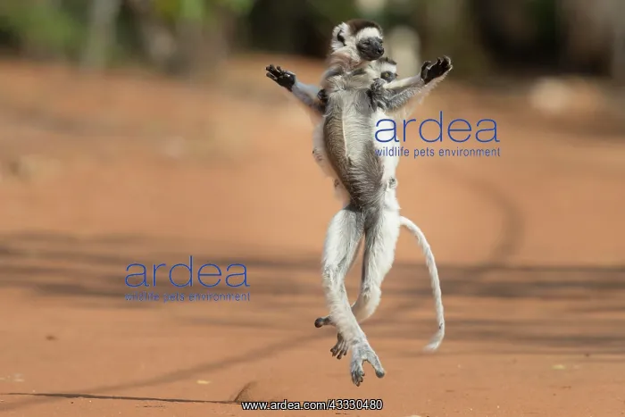  : Verreaux's sifaka (Propithecus verreauxi) with