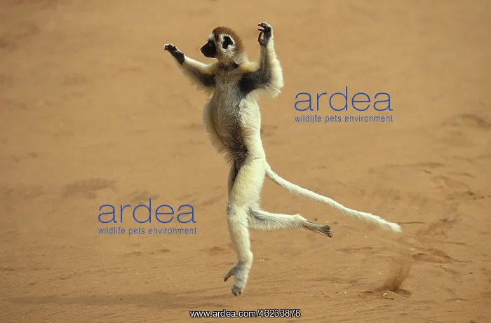 : Verreaux's Sifaka (propithecus verreauxi), Adult : Verreaux's Sifaka (propithecus verreauxi), Adult