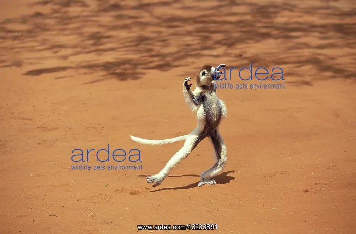 : VERREAUX'S SIFAKA (propithecus verreauxi), ADULT : VERREAUX'S SIFAKA (propithecus verreauxi), ADULT