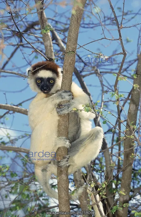  : VERREAUX'S SIFAKA (propithecus verreauxi), ADULT