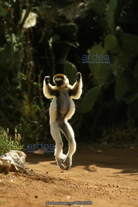 : Verreaux's Sifaka (propithecus verreauxi), Adult : Verreaux's Sifaka (propithecus verreauxi), Adult