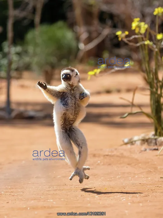 : Verreaux's sifaka (Propithecus verreauxi), dancing : Verreaux's sifaka (Propithecus verreauxi), dancing