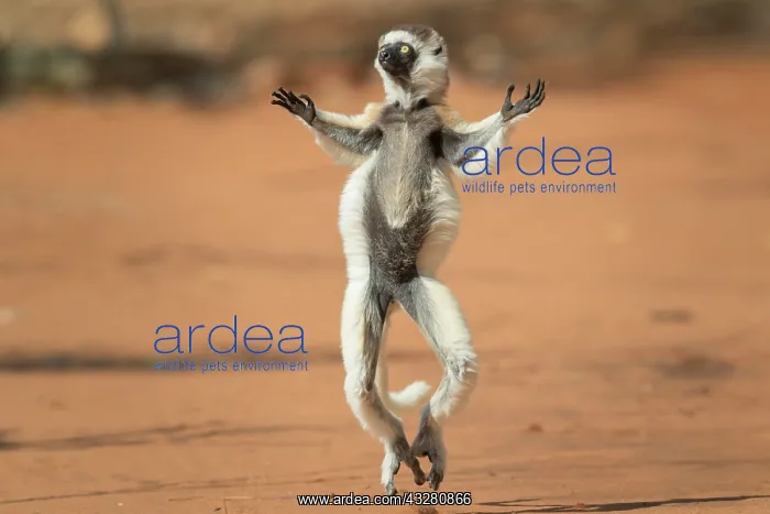  : Verreaux's sifaka (Propithecus verreauxi), dancing
