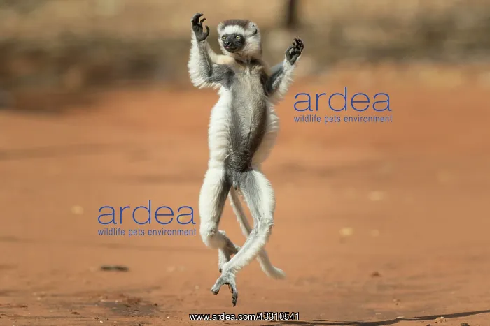 : Verreaux's sifaka (Propithecus verreauxi), dancing : Verreaux's sifaka (Propithecus verreauxi), dancing