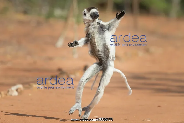 : Verreaux's sifaka (Propithecus verreauxi), dancing : Verreaux's sifaka (Propithecus verreauxi), dancing