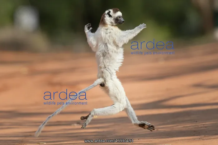 : Verreaux's sifaka (Propithecus verreauxi), dancing : Verreaux's sifaka (Propithecus verreauxi), dancing