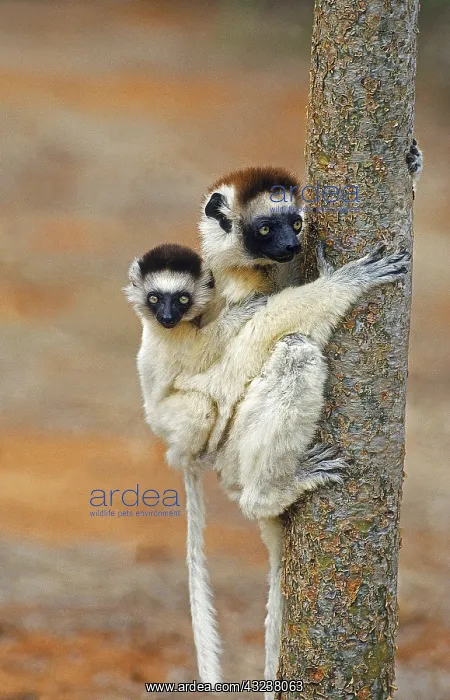 : VERREAUX'S SIFAKA (propithecus verreauxi), FEMALE : VERREAUX'S SIFAKA (propithecus verreauxi), FEMALE