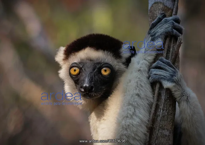 : Verreaux's sifaka (Propithecus verreauxi), Kirindy : Verreaux's sifaka (Propithecus verreauxi), Kirindy