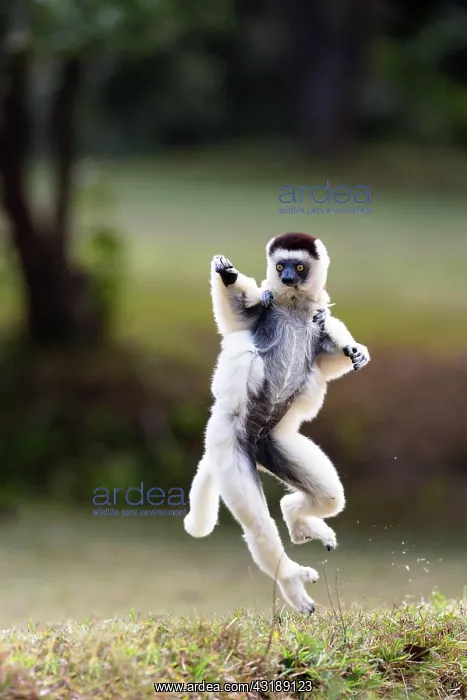 : Verreaux's sifaka (Propithecus verreauxi), mother : Verreaux's sifaka (Propithecus verreauxi), mother