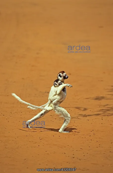 : Verreaux's Sifaka (propithecus verreauxi), Mother : Verreaux's Sifaka (propithecus verreauxi), Mother