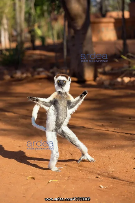  : Verreaux's sifaka (Propithecus verreauxi), tant
