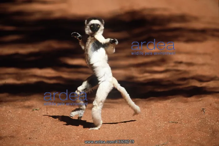 : VERREAUX'S SIFAKA - standing up : VERREAUX'S SIFAKA - standing up